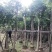 桃花心木农户基地直销胸径10-30公分