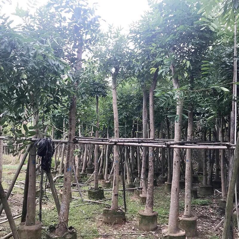 桃花心木农户基地直销胸径10-30公分