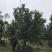 柚子树蜜柚柚子农户基地直销高度2米-4米