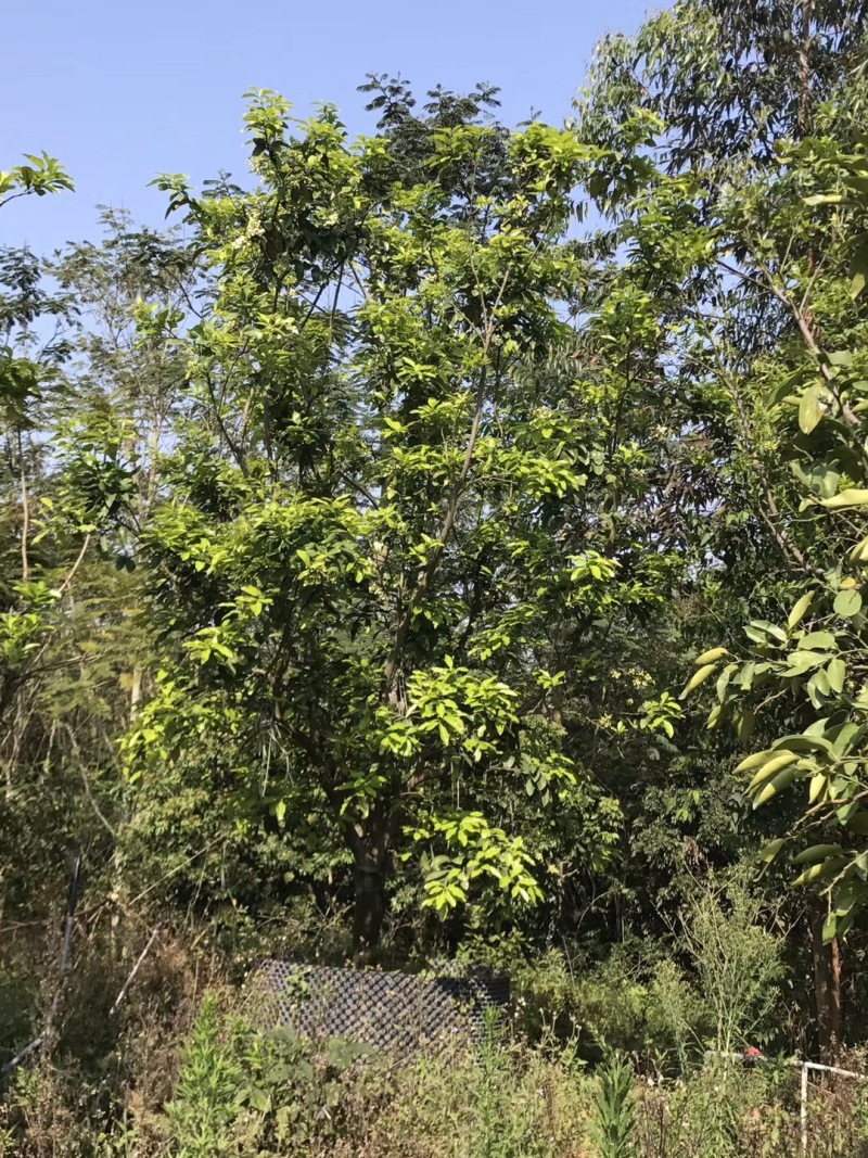 柚子树蜜柚柚子农户基地直销高度2米-4米