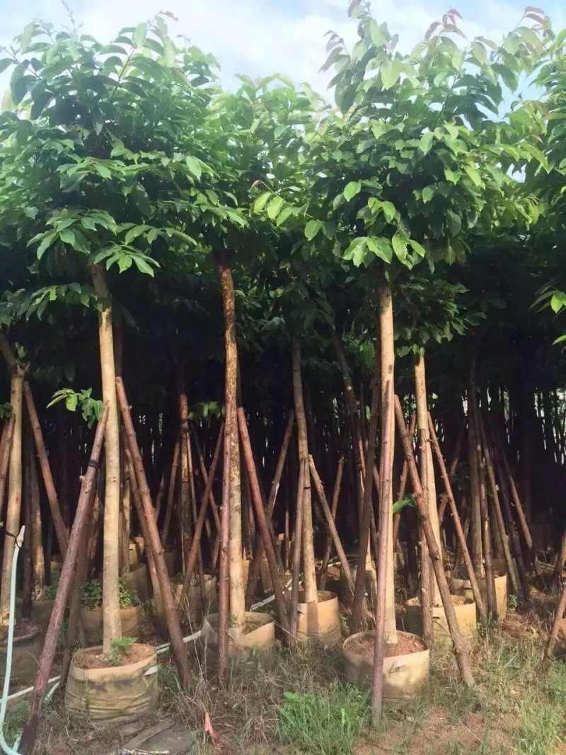 大叶紫薇大花紫薇农户基地直销