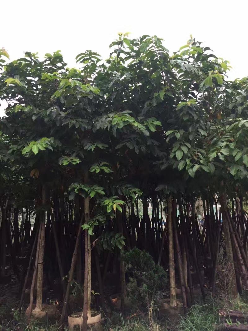 大叶紫薇大花紫薇农户基地直销