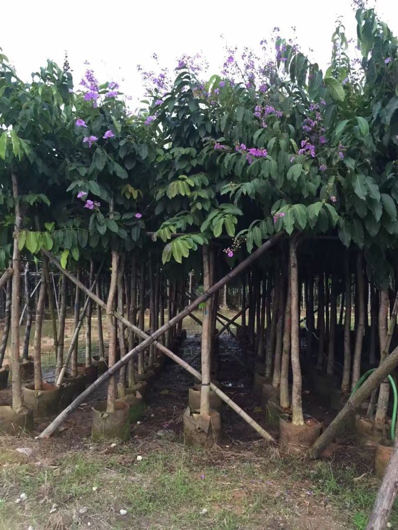 大叶紫薇大花紫薇农户基地直销
