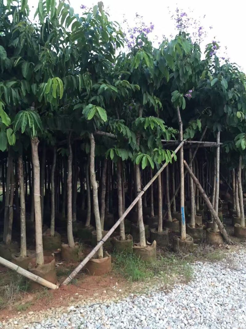 大叶紫薇大花紫薇农户基地直销