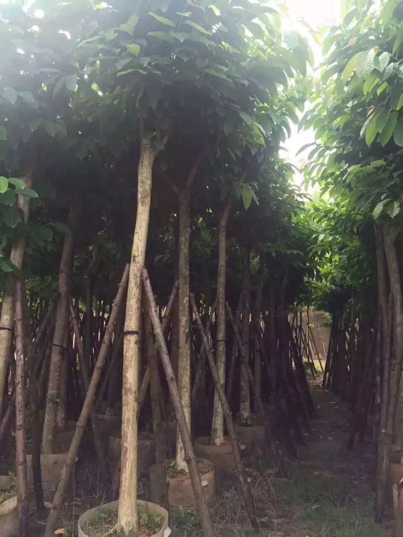 大叶紫薇大花紫薇农户基地直销