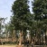 秋枫农户基地直销胸径10-50公分