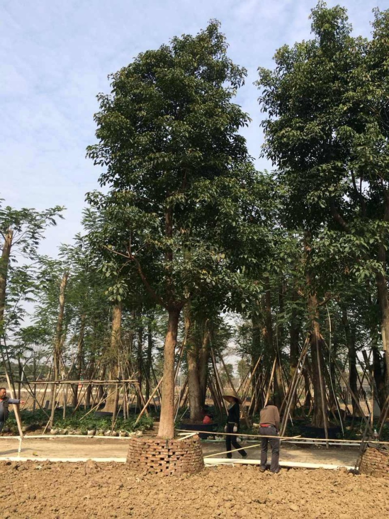 秋枫农户基地直销胸径10-50公分