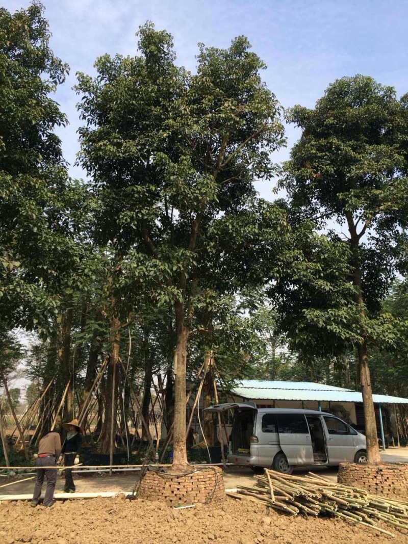 秋枫农户基地直销胸径10-50公分