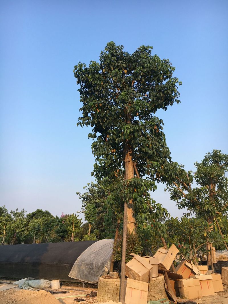 秋枫农户基地直销胸径10-50公分