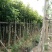 秋枫农户基地直销胸径10-50公分