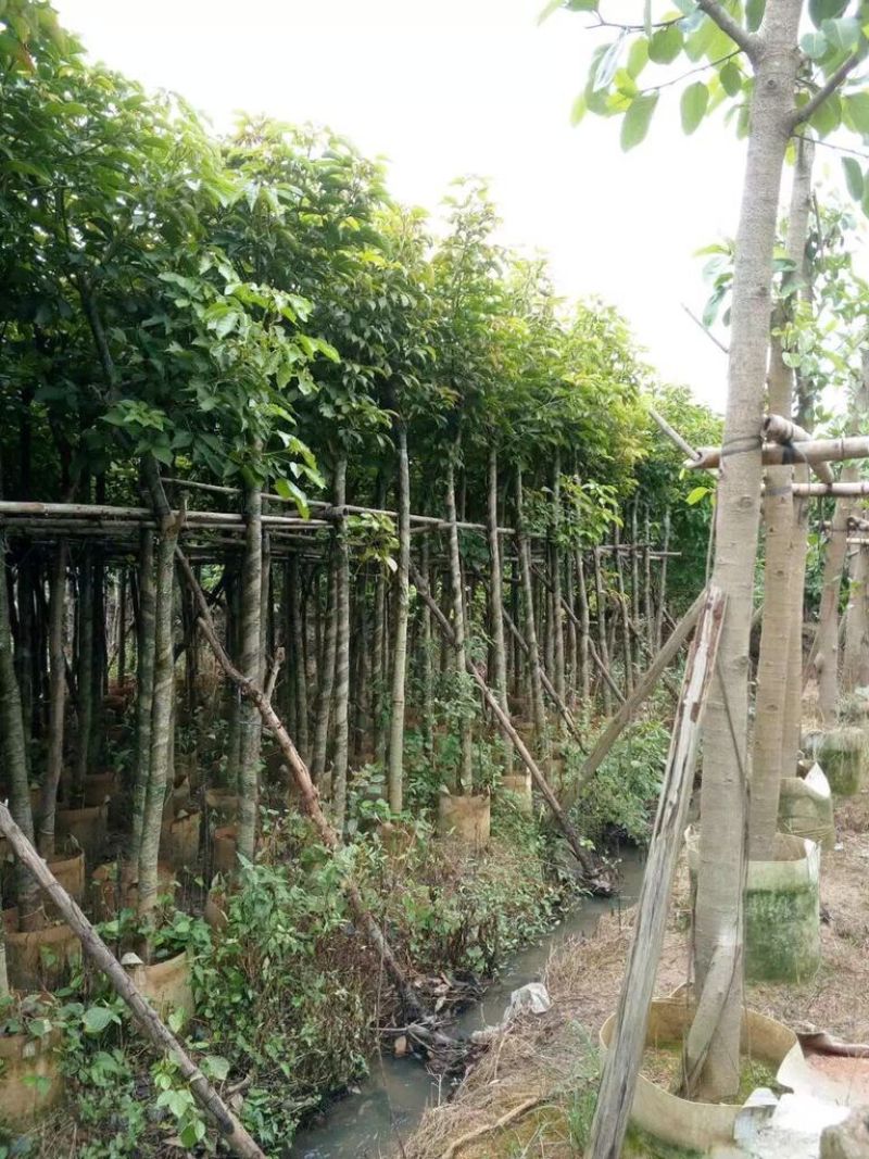 秋枫农户基地直销胸径10-50公分