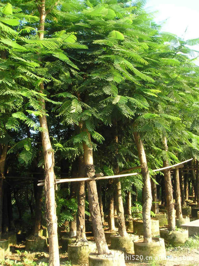 凤凰木红花楹农户基地直销胸径8-40公分