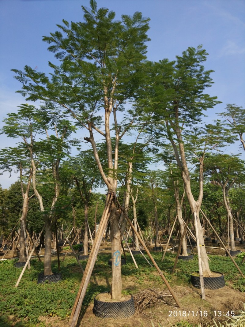 凤凰木红花楹农户基地直销胸径8-40公分