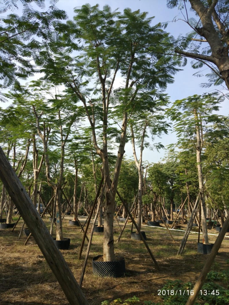 凤凰木红花楹农户基地直销胸径8-40公分