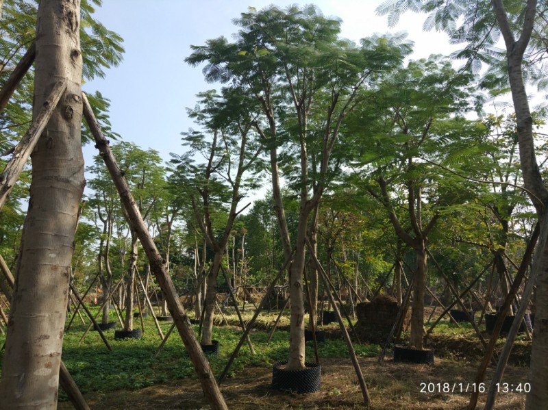 凤凰木红花楹农户基地直销胸径8-40公分