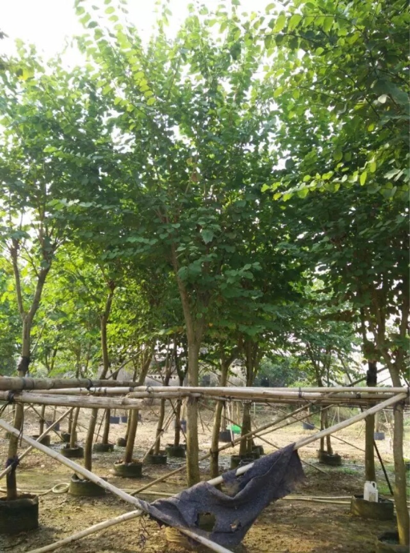 宫粉紫荆农户基地直销胸径6-15公分
