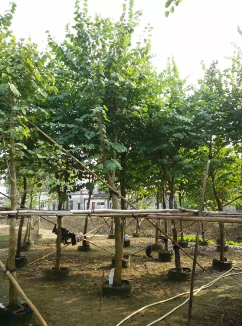 宫粉紫荆农户基地直销胸径6-15公分
