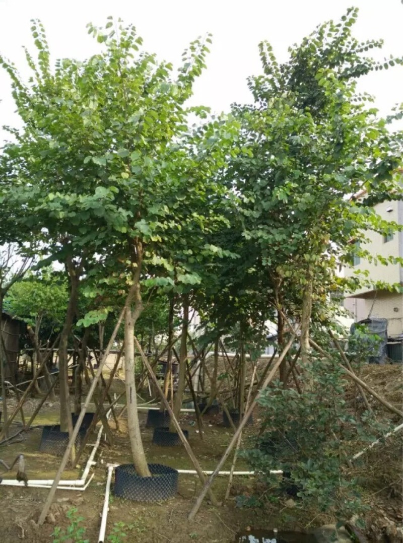 宫粉紫荆农户基地直销胸径6-15公分