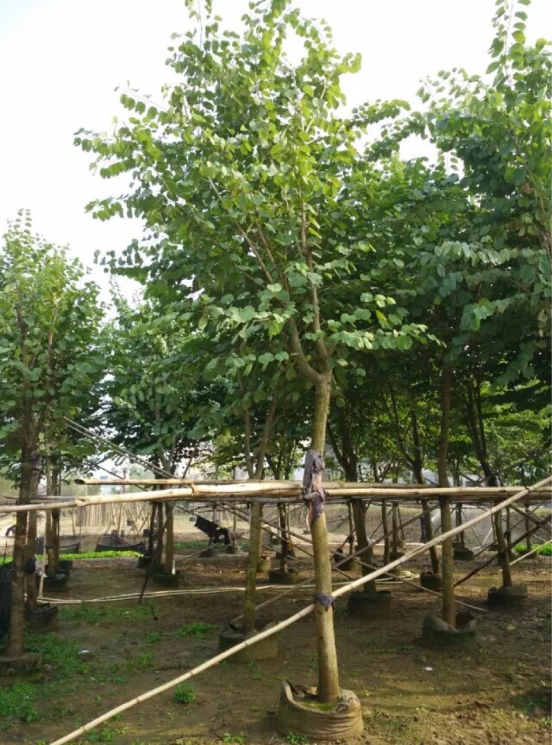 宫粉紫荆农户基地直销胸径6-15公分