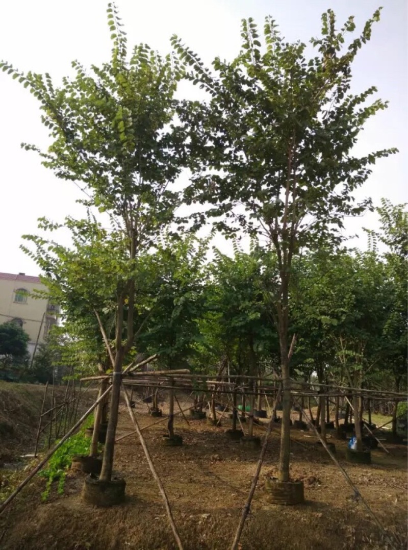 宫粉紫荆农户基地直销胸径6-15公分