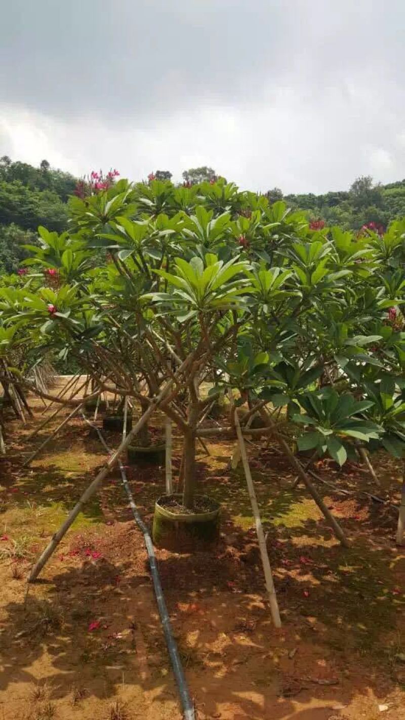 鸡蛋花农户基地直销高度1米-5米