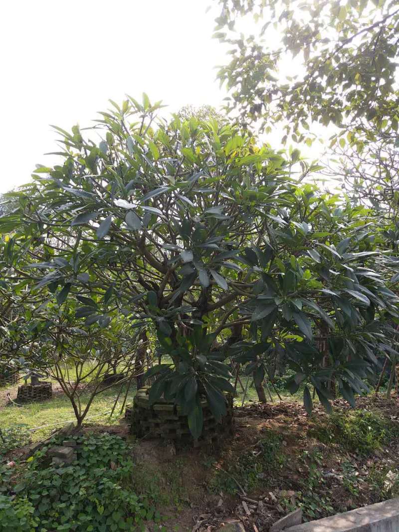 鸡蛋花农户基地直销高度1米-5米
