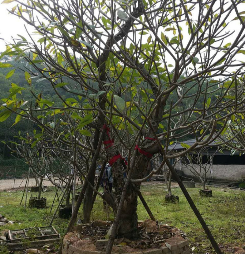 鸡蛋花农户基地直销高度1米-5米