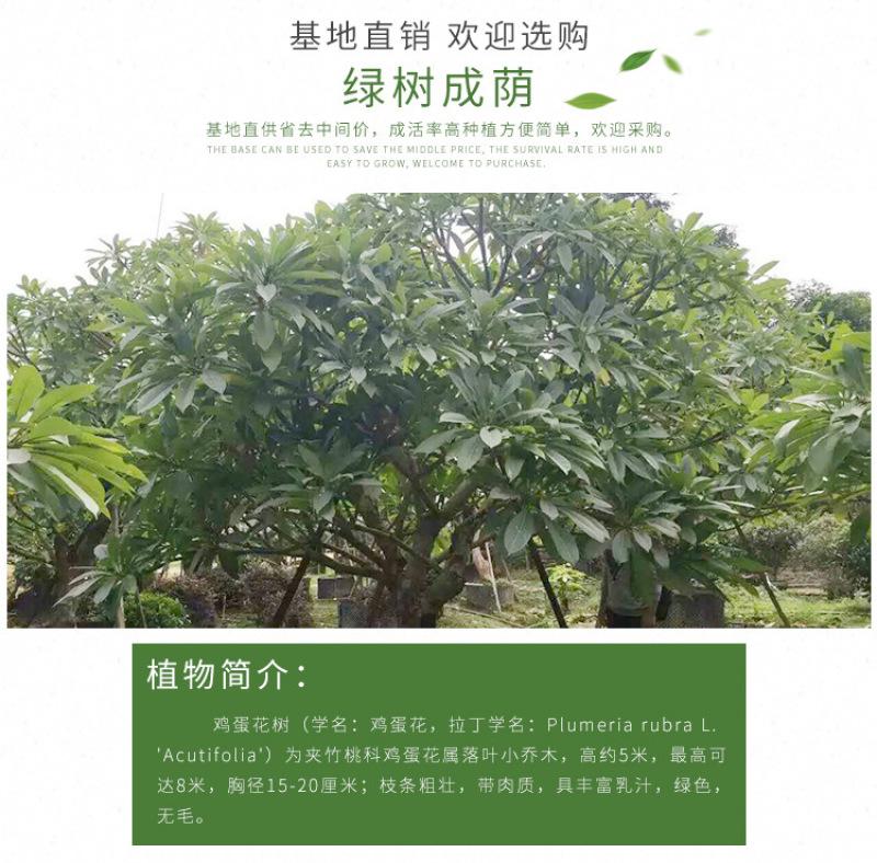 鸡蛋花农户基地直销高度1米-5米
