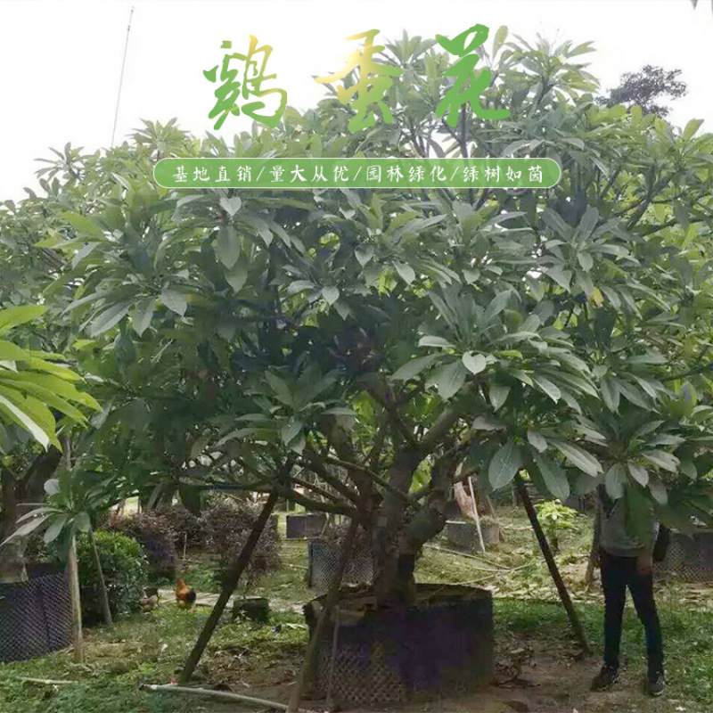 鸡蛋花农户基地直销高度1米-5米