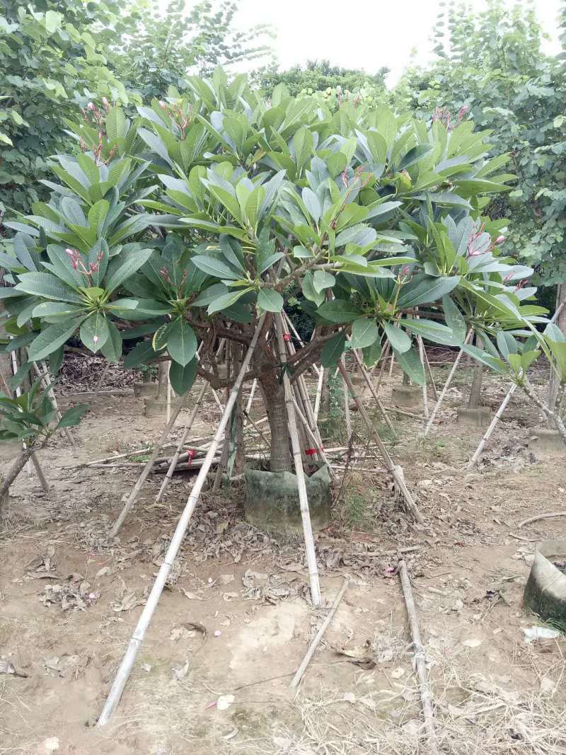 鸡蛋花农户基地直销高度1米-5米