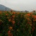 炮仗花鞭炮花农户基地直销