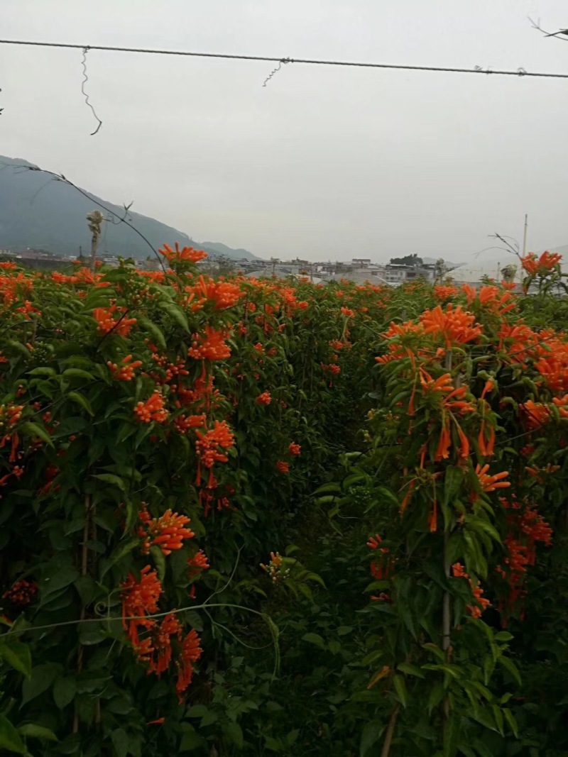 炮仗花鞭炮花农户基地直销