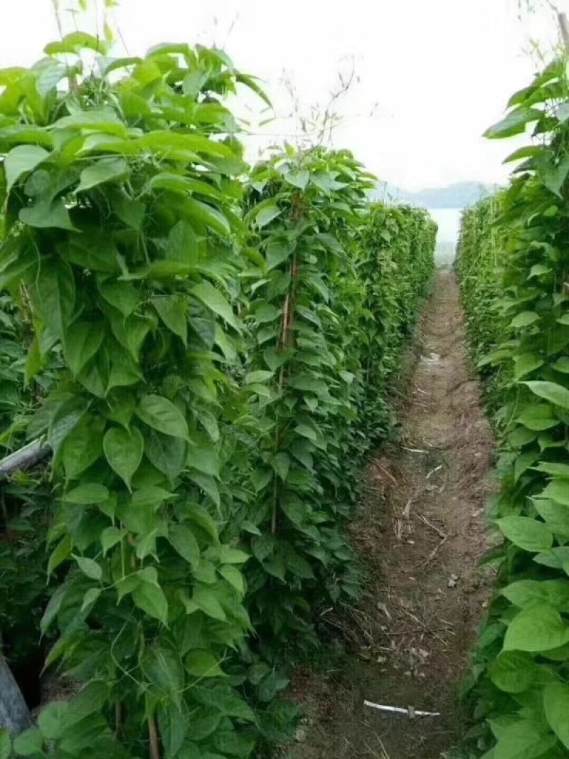 炮仗花鞭炮花农户基地直销