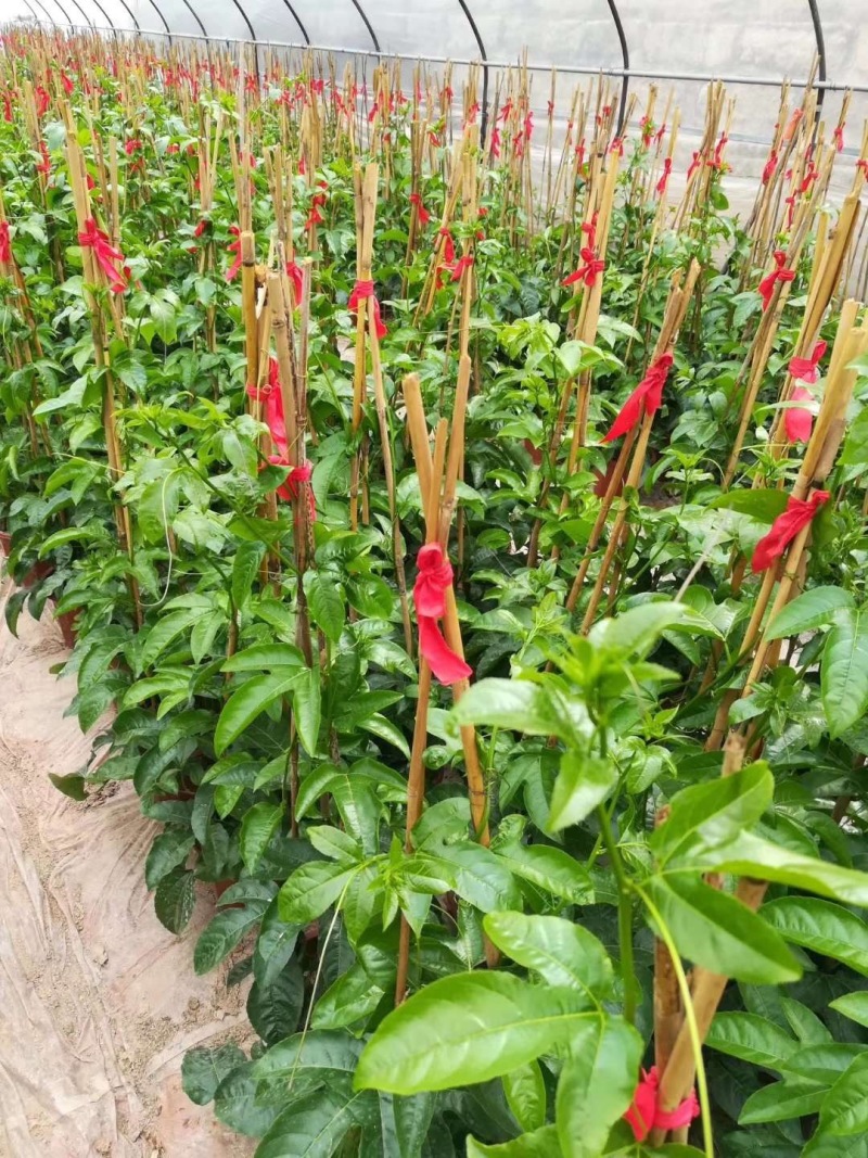 炮仗花鞭炮花农户基地直销