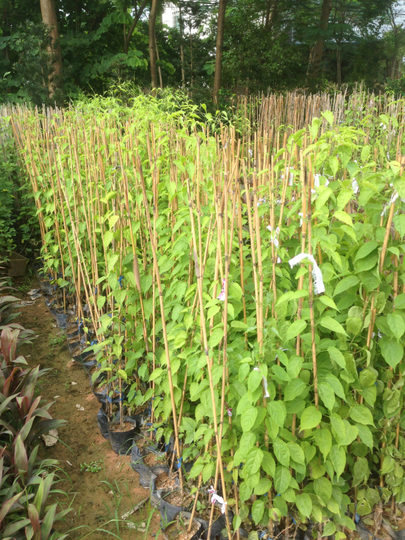 炮仗花鞭炮花农户基地直销