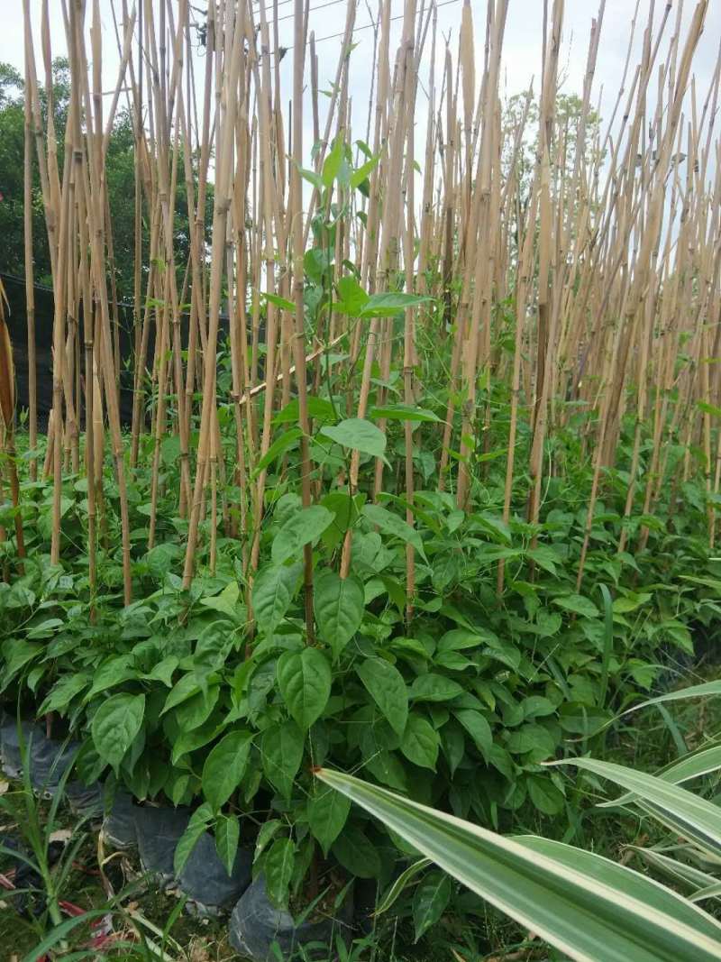 炮仗花鞭炮花农户基地直销