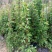 炮仗花鞭炮花农户基地直销