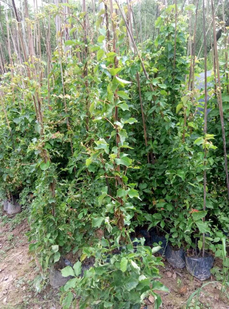 炮仗花鞭炮花农户基地直销