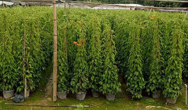 炮仗花鞭炮花农户基地直销