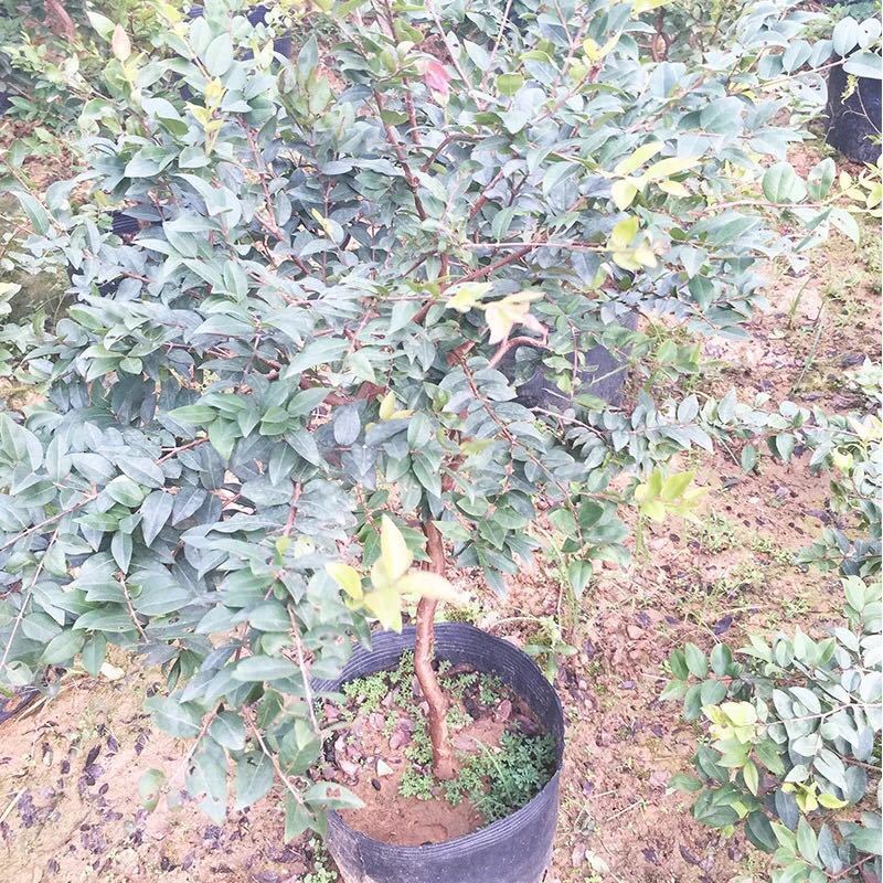 树葡萄嘉果宝农户基地直销