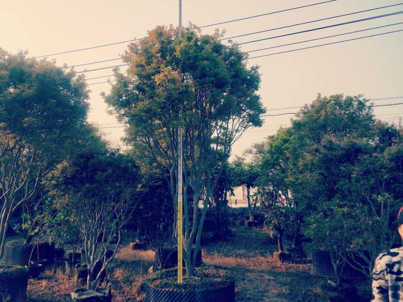 树葡萄嘉果宝农户基地直销