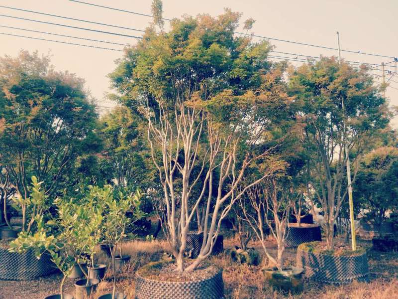 树葡萄嘉果宝农户基地直销