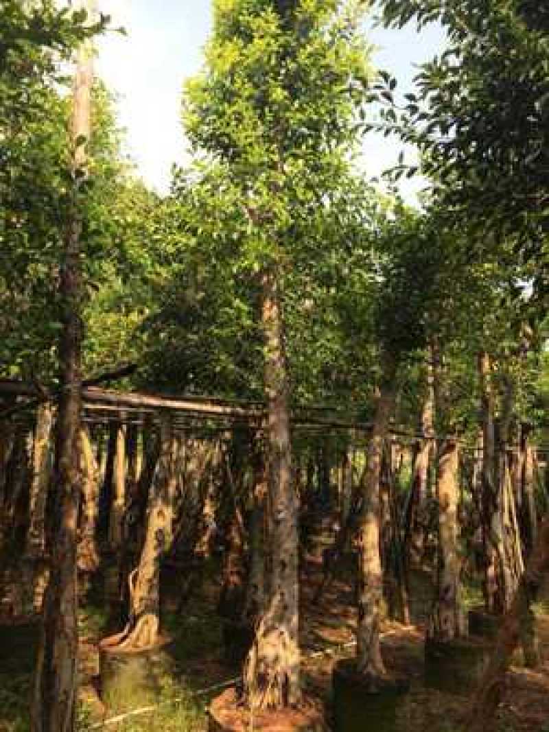 小叶榕榕树农户基地直销胸径10-60公分