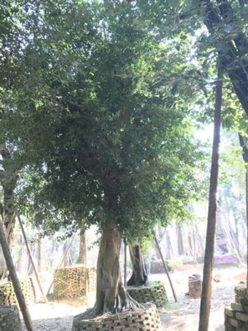 小叶榕榕树农户基地直销胸径10-60公分