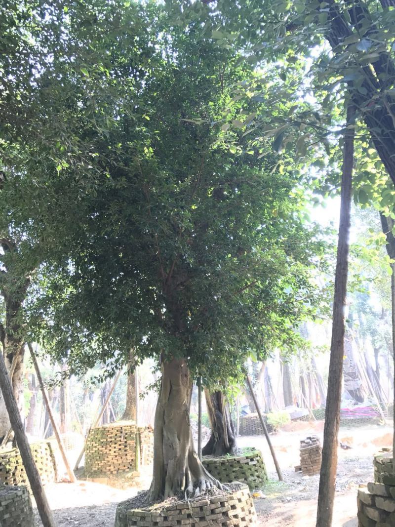小叶榕榕树农户基地直销胸径10-60公分