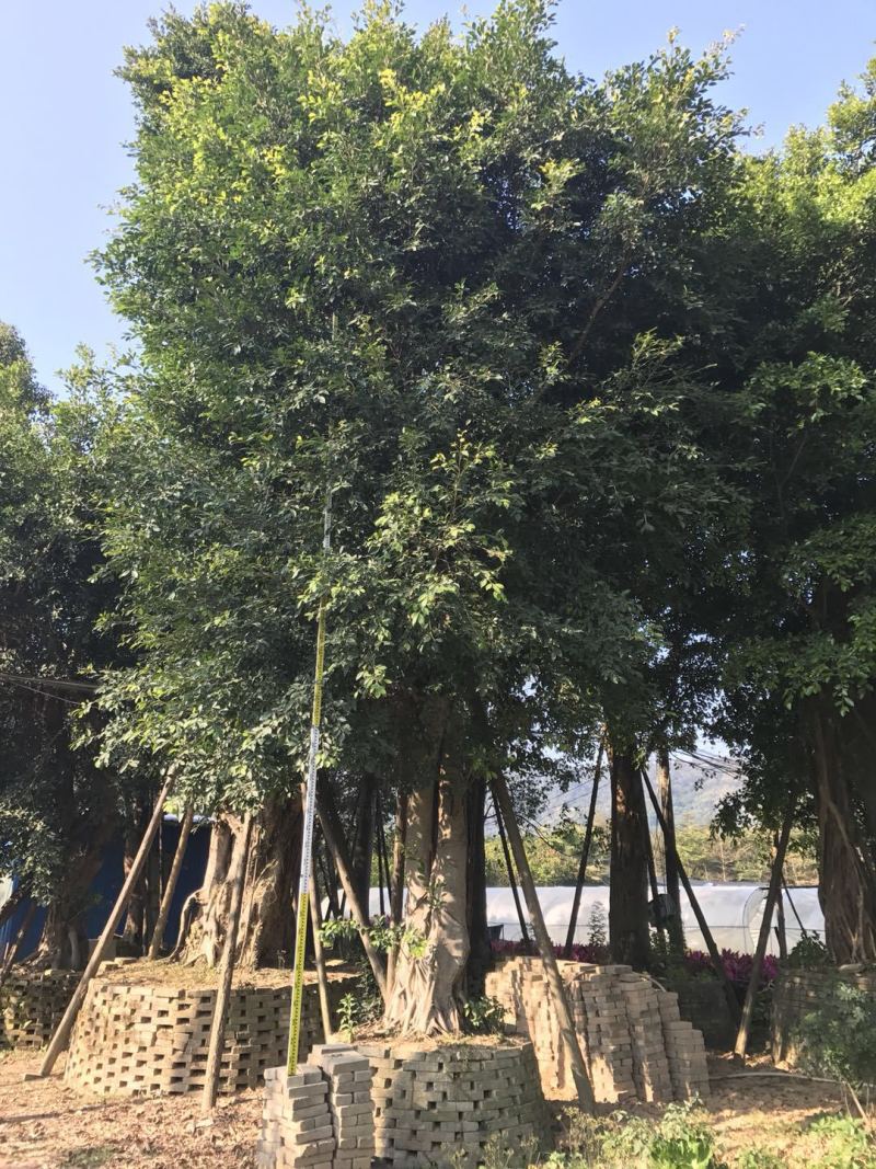 小叶榕榕树农户基地直销胸径10-60公分