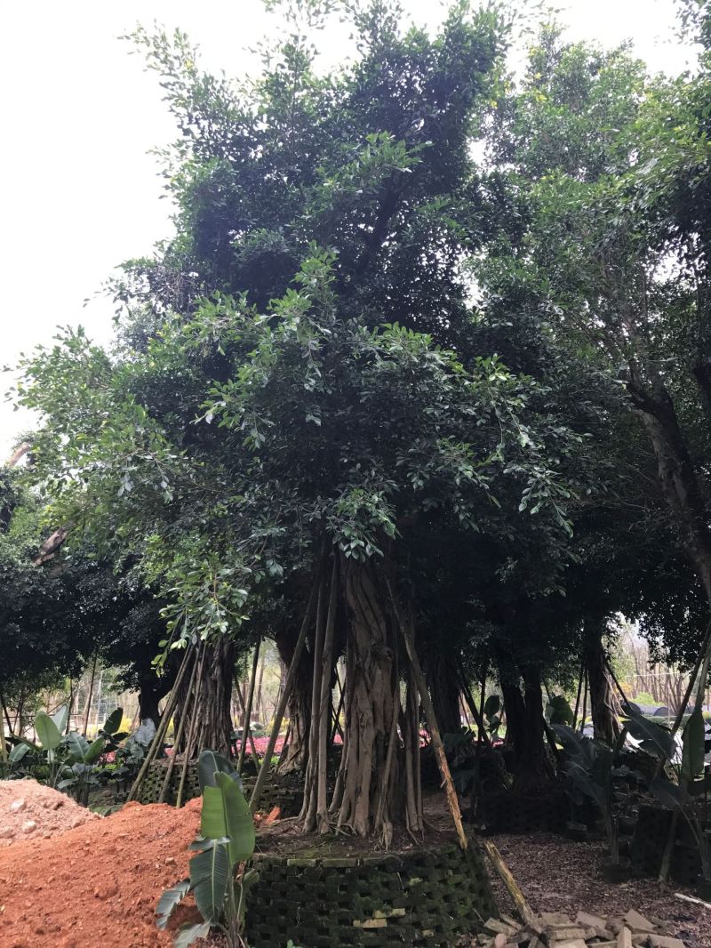 小叶榕榕树农户基地直销胸径10-60公分