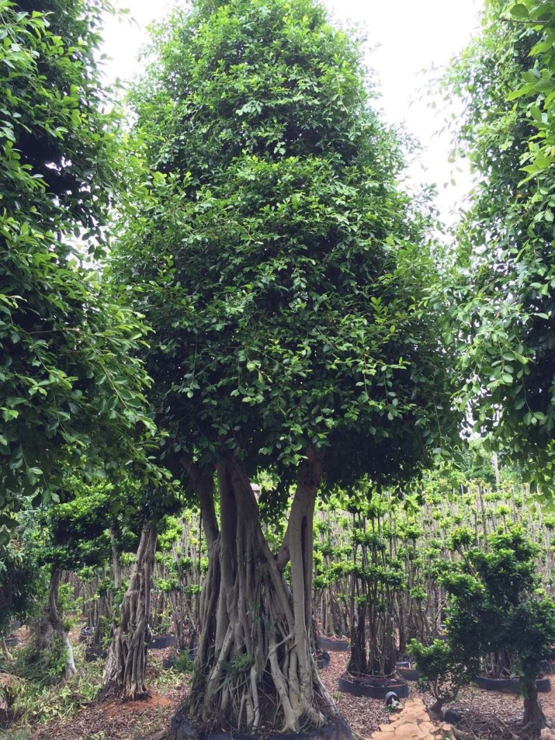 小叶榕榕树农户基地直销胸径10-60公分