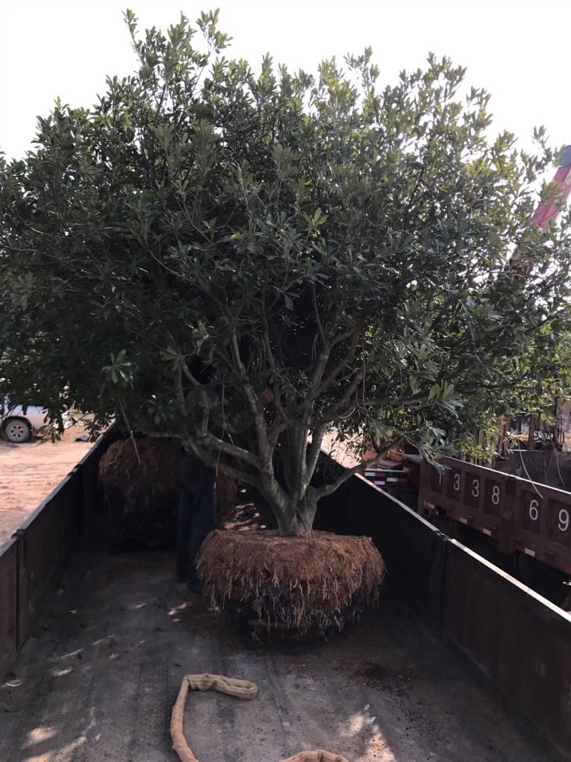 杨梅树杨梅农户基地直销