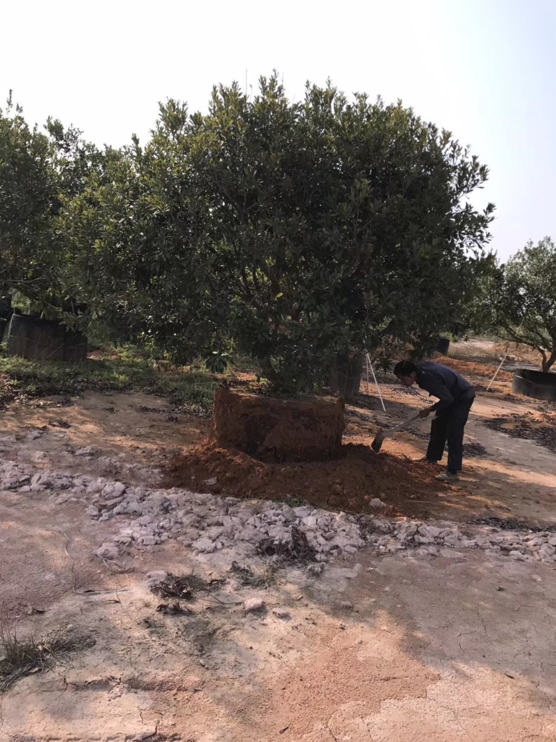 杨梅树杨梅农户基地直销